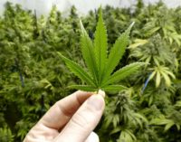 Marijuana helps epilepsy patients combat intolerable medication effects