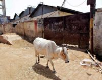 Gujarat to tighten cow slaughter law