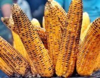 Corn benefits: definitely eat corn during monsoon, these 5 benefits to health