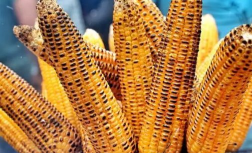 Corn benefits: definitely eat corn during monsoon, these 5 benefits to health