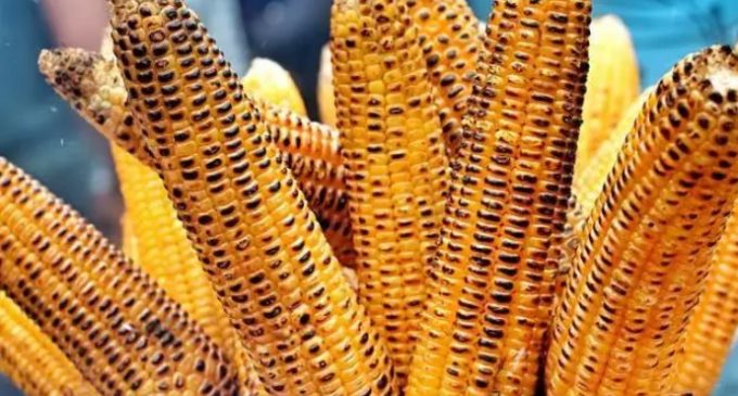 Corn benefits: definitely eat corn during monsoon, these 5 benefits to health