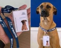 ‘Car Selling Dog’ – Hyundai’s Sales Dog Viral