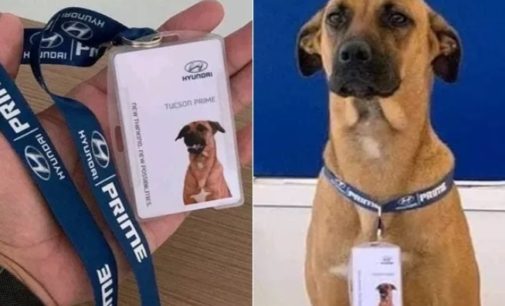 ‘Car Selling Dog’ – Hyundai’s Sales Dog Viral