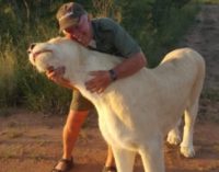 Lioness attacks and kills zoo worker in South Africa