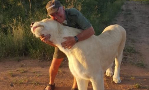 Lioness attacks and kills zoo worker in South Africa