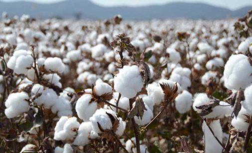 US bans cotton imports from Chinese firm on ‘slave labor’